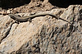 Lizard crawling on rock at nature park, Edremit, Turkey