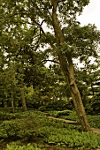 View of trees and plants in Planten un Blomen, Hamburg, Germany