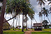 Palm trees and garden in Zanzibar, Tanzania, East Africa
