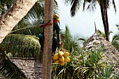 Man hanging on coconut tree holding coconuts in hand at Zanzibar, Tanzania, East Africa