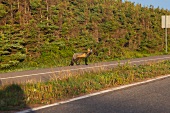 Fox on street in Prince Edward Island National Park, Brackley-Dalvay, Canada