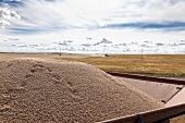 Heap of wheat in field after harvest, Saskatchewan, Canada