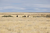 Three Moose in Grassland National Park, West Block, Saskatchewan, Canada
