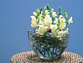 Vase fun, snapdragons in white with wreath of vines