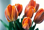 Vasenspaß, Tulpe in orange