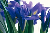 Vasenspaß, Iris in blue-purple