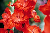 Vasenspaß, Gladiolus in red, Gladiolus hybrids