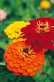 Vasenspaß, Zinnie in orange, gelb und rot, Zinnia elegans