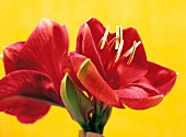 Vasenspaß, Amaryllis in rot, Ritterstern, Hippeastrum