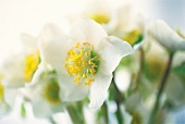 Vasenspaß, white Christmas rose, hellebore, Helleborus