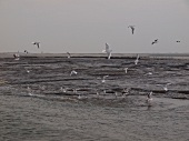 View of north seagulls flying on Gorch Fock, Lower Saxony, Germany