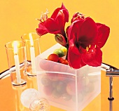 Vasenspaß, Amaryllis, rot, in Plastikdose, Kerzen, Dekoration