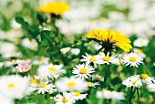 Weekend gardener, natural meadow with flowers, close up