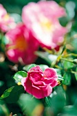 Weekend Gardener, Ground cover rose in ink, Ground cover rose