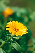 Weekend gardener, marigold Calendula officinalis, yellow