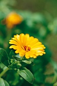 Weekend Gärtner, Ringelblume Calendula officinalis, gelb