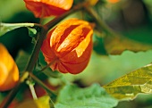 Weekend gardener, Lampion flower in orange, Physalis alkekengi