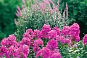 Weekend Gärtner, Blumen im Garten in violett, lila
