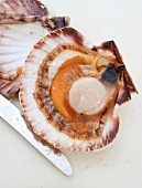 Close-up of scallops in broken shell with knife beside it