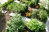 Herb garden, treads in the herb bed