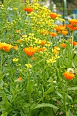 Kräutergarten, Weinraute und Ringelblumen im Beet