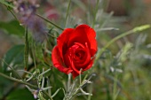 Kräutergarten, eine rote Rose zwischen Lavendel