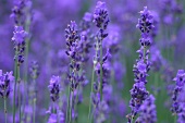 Kräutergarten, Lavendel im Garten