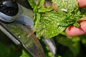 Kräutergarten, Kranke Triebe werden abgeschnitten