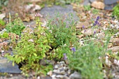 Kräutergarten, rustikales Kräuterbeet zwischen Steinen