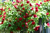 Kräutergarten, rote Rosen Hecke, Rosenhecke, Rosentraum