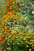 Kräutergarten, Tagetes bilden einen Rahmen um ein Beet