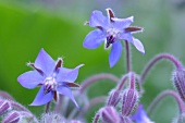 Kräutergarten, violette Borretsch-Blüten