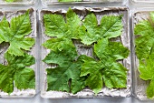 Close-up of grape leaves on tray, Freiburg, Germany