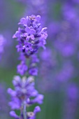 Kräutergarten, Lavendel im Garten