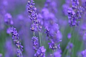 Kräutergarten, Lavendel im Garten