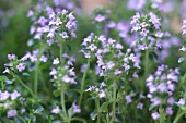 Kräutergarten, Blüten von Thymian, Thymianblüten