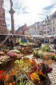 View of flower stall in market place, Munsterplatz, Freiburg, Germany