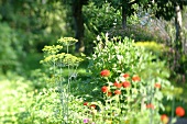 Kräutergarten, Dill im Vordergrund, Kräuterbeet