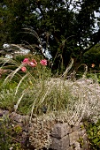 Gypsophila with rose grasses