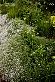 Gypsophila and grasses, Perennials garden, US