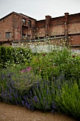 View of Limonium with hyssop and grasses, Perennials garden, US
