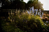 Perennials, giraffe marsh, candelabra-speedwell and larkspur