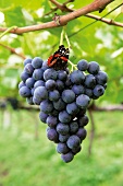 ein Schmetterling sitzt auf einer Weintraubenrebe