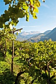 Weingut von Franz Haas, Winzer in Südtirol