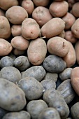 Biokartoffelversand Kartoffeln Kartoffel