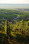 Weinanbaugebiet Eisenberg 