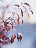 Zweige, Winter, Schnee 