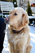 Hund, Golden Retriever 