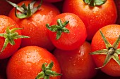 Mehrere rote Tomaten mit Wassertropfen (Draufsicht)