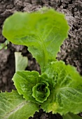 Junge Salatpflanze auf dem Feld (Nahaufnahme)
